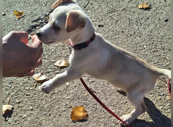 Der sanfte Rombusz sucht Liebe und Geborgenheit !