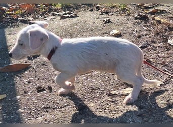 Die liebe, fröhliche Nana sucht ein Zuhause !