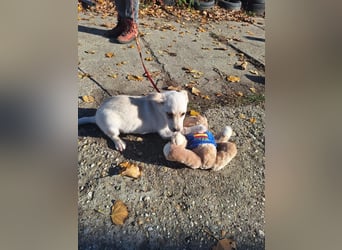 Der liebe Milo würde gerne ihr Begleiter werden !