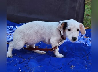 Die liebe, fröhliche Nana sucht ein Zuhause !