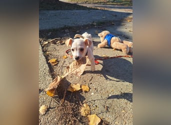 Der sanfte Rombusz sucht Liebe und Geborgenheit !