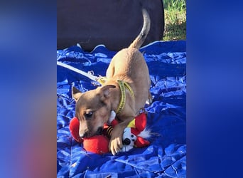 Linett ist liebm fröhlich und neugierig !