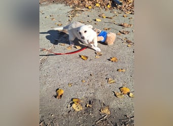 Der liebe Milo würde gerne ihr Begleiter werden !