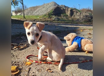 Der sanfte Rombusz sucht Liebe und Geborgenheit !