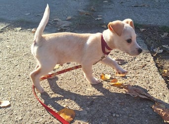 Der sanfte Rombusz sucht Liebe und Geborgenheit !