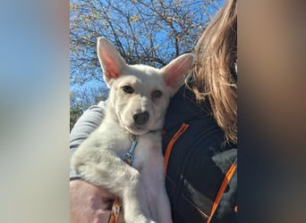 Der liebe Milo würde gerne ihr Begleiter werden !