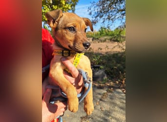 Linett ist liebm fröhlich und neugierig !