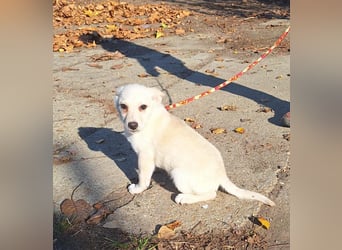 Der liebe Milo würde gerne ihr Begleiter werden !