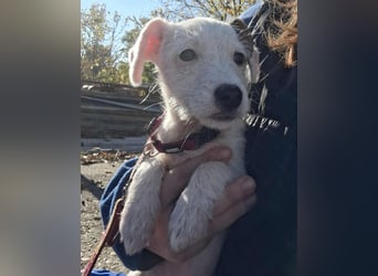 Die liebe, fröhliche Nana sucht ein Zuhause !