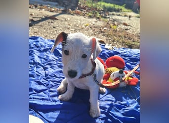 Die liebe, fröhliche Nana sucht ein Zuhause !