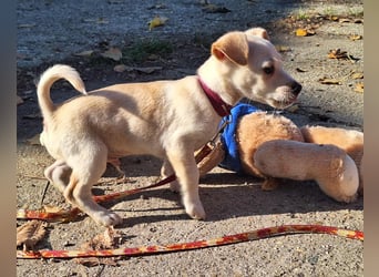 Der sanfte Rombusz sucht Liebe und Geborgenheit !