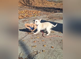 Der liebe Milo würde gerne ihr Begleiter werden !