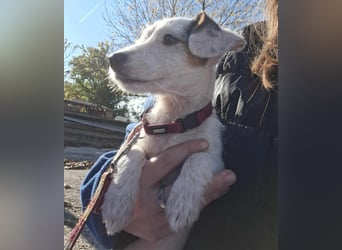 Die liebe, fröhliche Nana sucht ein Zuhause !