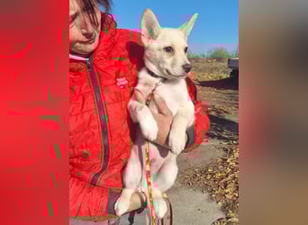Der liebe Milo würde gerne ihr Begleiter werden !