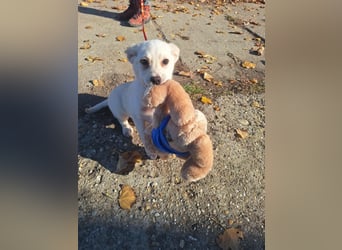 Der liebe Milo würde gerne ihr Begleiter werden !