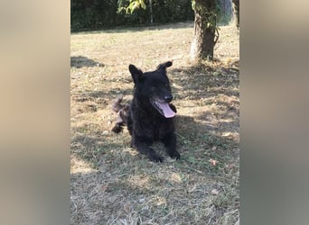 Die sanfte Hündin Nees sucht ihre Menschen zum 06.12.2025