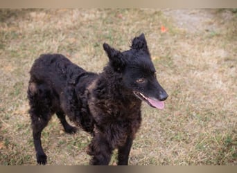 Die sanfte Hündin Nees sucht ihre Menschen zum 06.12.2025