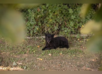 Die sanfte Hündin Nees sucht ihre Menschen zum 06.12.2025