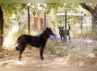 Die sanfte Hündin Nees sucht ihre Menschen zum 06.12.2025