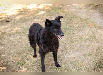 Die sanfte Hündin Nees sucht ihre Menschen zum 06.12.2025