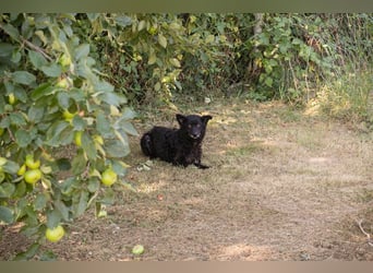 Die sanfte Hündin Nees sucht ihre Menschen zum 06.12.2025