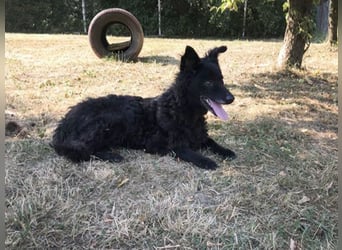 Die sanfte Hündin Nees sucht ihre Menschen zum 06.12.2025