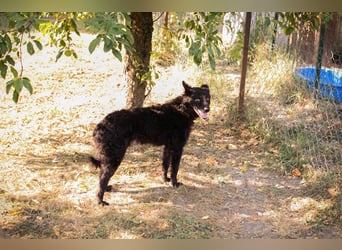 Die sanfte Hündin Nees sucht ihre Menschen zum 06.12.2025