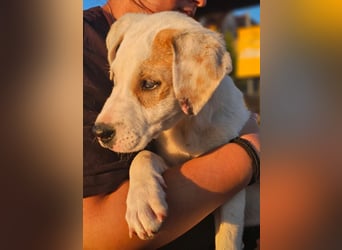 Ingrid, Welpenmädchen sucht ihr Glück