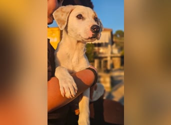 Ingrid, Welpenmädchen sucht ihr Glück