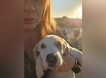 Ingrid, Welpenmädchen sucht ihr Glück