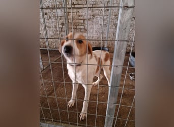 Dalia: agile Junghündin sucht Körbchen