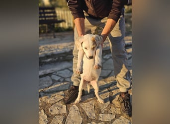 Ingrid, Welpenmädchen sucht ihr Glück