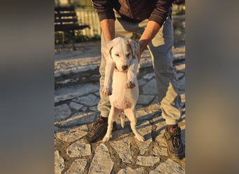 Ingrid, Welpenmädchen sucht ihr Glück