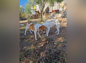 Dalia: agile Junghündin sucht Körbchen