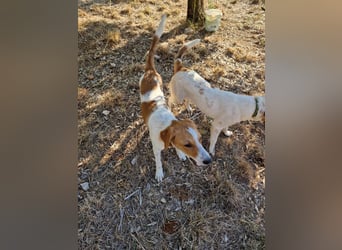 Dalia: agile Junghündin sucht Körbchen