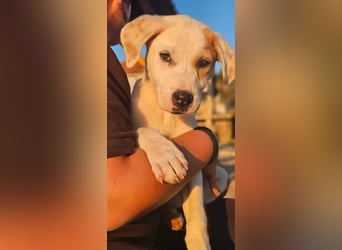 Ingrid, Welpenmädchen sucht ihr Glück