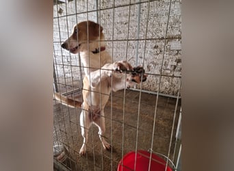 Dalia: agile Junghündin sucht Körbchen