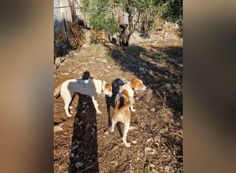 Dalia: agile Junghündin sucht Körbchen