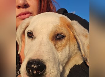 Ingrid, Welpenmädchen sucht ihr Glück