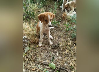 Dalia: agile Junghündin sucht Körbchen