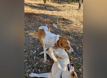 Dalia: agile Junghündin sucht Körbchen