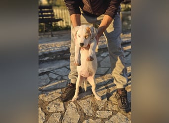 Ingrid, Welpenmädchen sucht ihr Glück