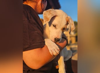 Ingrid, Welpenmädchen sucht ihr Glück