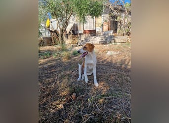 Dalia: agile Junghündin sucht Körbchen