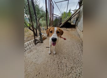 Dalia: agile Junghündin sucht Körbchen