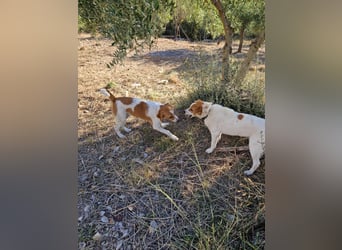 Dalia: agile Junghündin sucht Körbchen