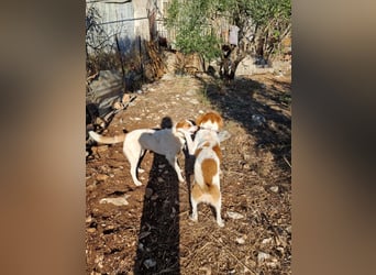 Dalia: agile Junghündin sucht Körbchen