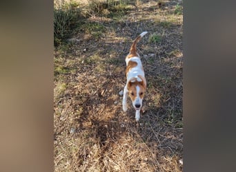 Dalia: agile Junghündin sucht Körbchen