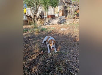 Dalia: agile Junghündin sucht Körbchen