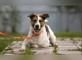 Toller Mario sucht aktives Zuhause